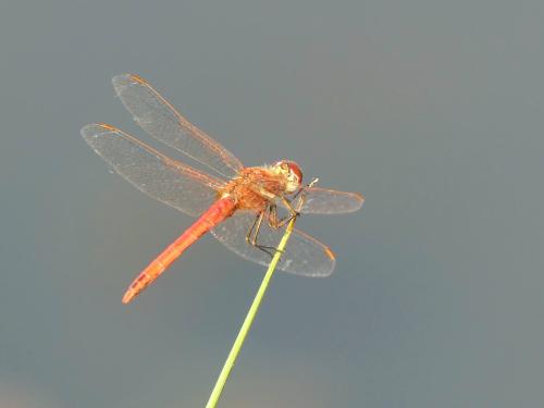 Réf. 323 766 : Sympetrum fonscolombii