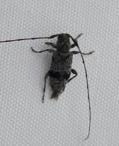 Réf. 323 773 : Leiopus femoratus