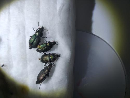 Réf. 323 771 : Poecilus cupreus