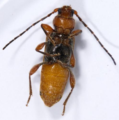 Réf. 323 359 : Phymatodes testaceus