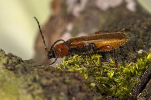 Réf. 323 358 : Phymatodes testaceus