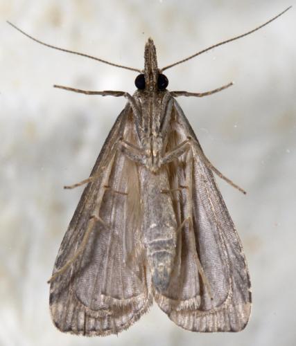 Schrankia costaestrigalis