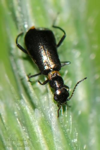 Réf. 323 546 : Sphinginus lobatus