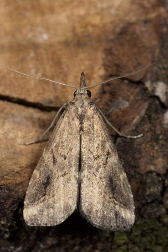 Schrankia costaestrigalis