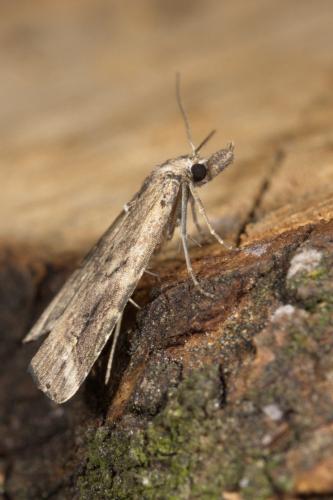 Schrankia costaestrigalis