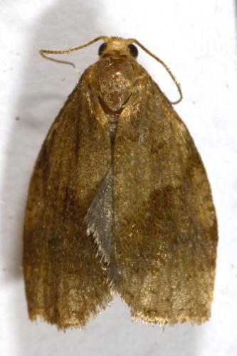 Réf. 323 913 : Archips rosana