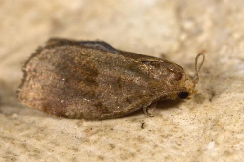 Réf. 323 914 : Archips rosana