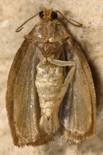 Réf. 323 915 : Archips rosana