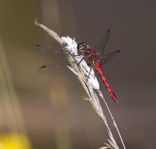 Réf. 323 581 : Sympetrum sanguineum
