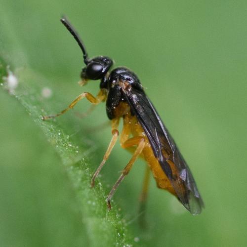 Blennocampinae