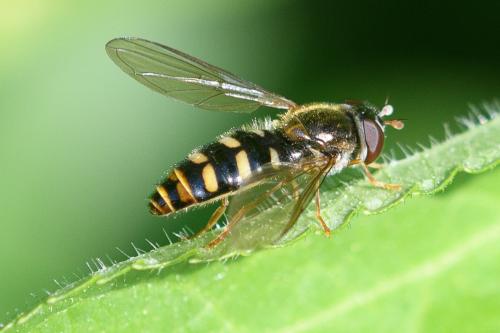Epistrophella euchroma