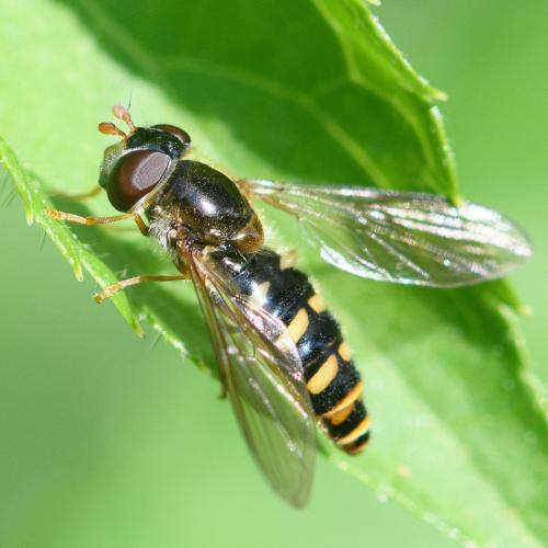 Epistrophella euchroma