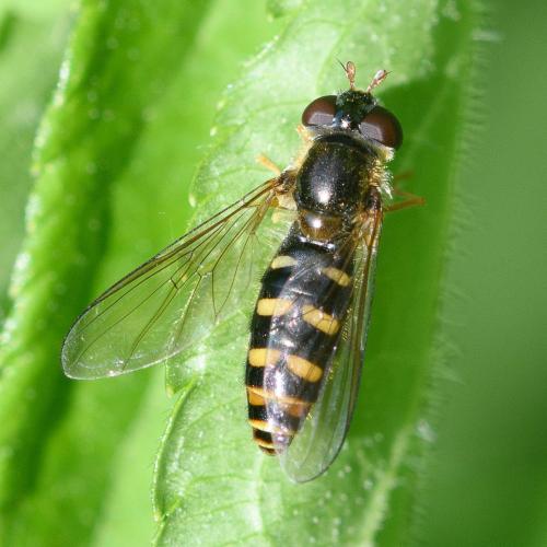 Epistrophella euchroma