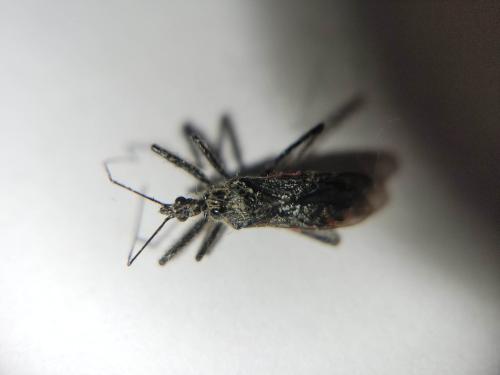 Réf. 323 851 : Sphedanolestes sanguineus
