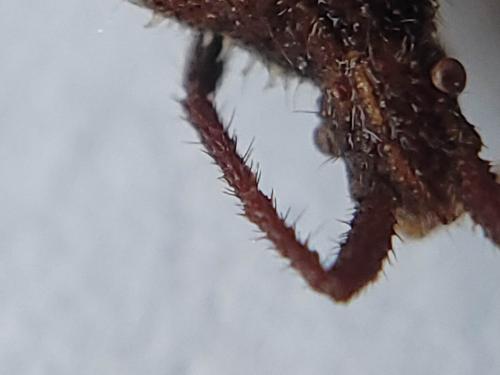 Coriomeris denticulatus