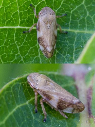 Philaenus spumarius