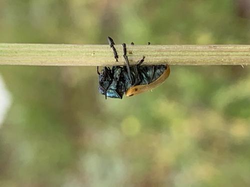 Réf. 323 483 : Labidostomis lusitanica