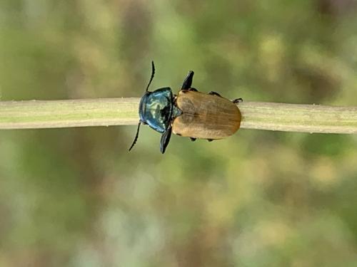 Réf. 323 482 : Labidostomis lusitanica
