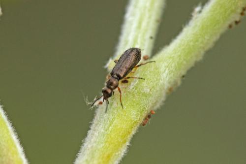 Dasytes croceipes