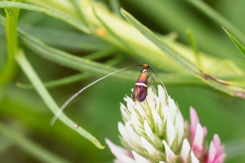 Adela australis