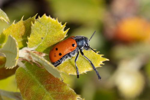 Lachnaia pubescens