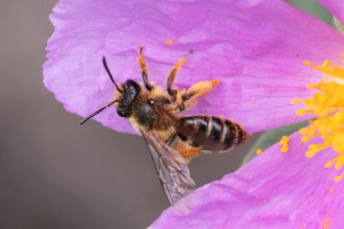 Réf. 323 461 : Andrena sp.