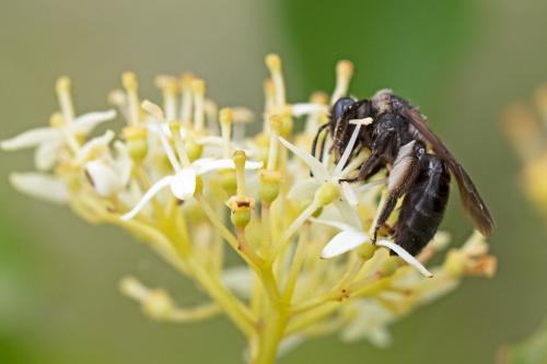 Andrena (nigrospina-pilipes)