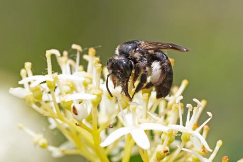 Andrena (nigrospina-pilipes)