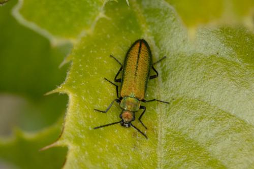 Réf. 323 528 : Lobonyx aeneus