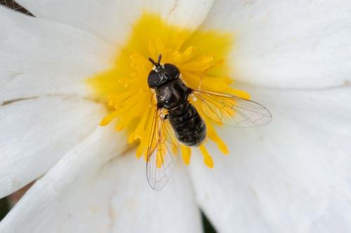 Réf. 323 557 : Paragus sp.