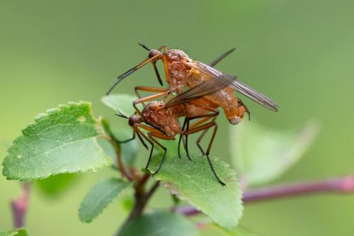 Réf. 323 568 : Empis trigramma