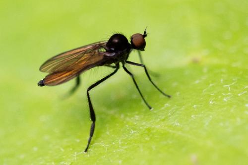 Bicellaria sp.