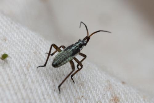 Réf. 323 616 : Leptopterna dolabrata
