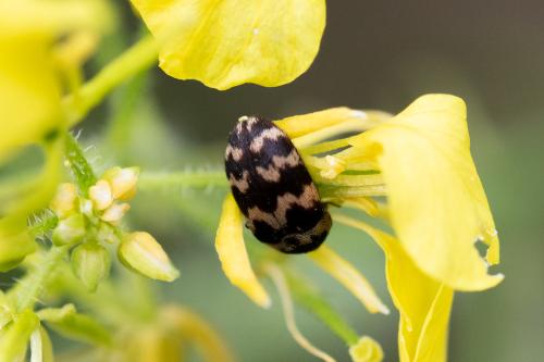 Attagenus trifasciatus