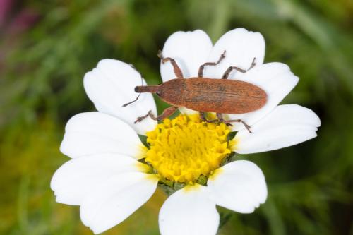 Réf. 323 795 : Lixus sp.