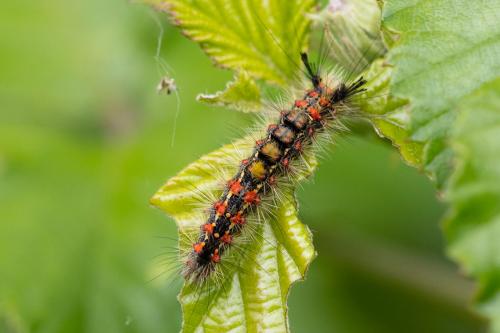 Réf. 323 705 : Orgyia trigotephras