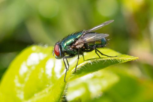 Réf. 323 829 : Lucilia sericata
