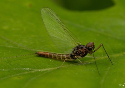 Réf. 323 299 : Baetinae inconnu