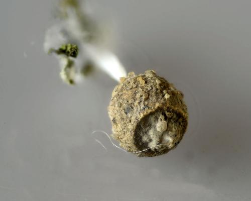 Réf. 323 456 : Agroeca sp.