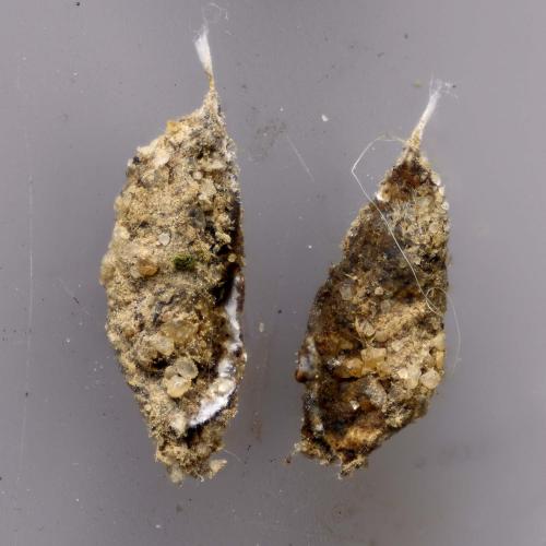 Réf. 323 534 : Agroeca sp.