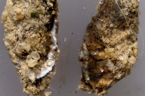 Réf. 323 535 : Agroeca sp.