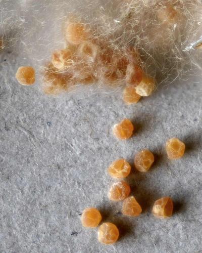 Zygiella sp.