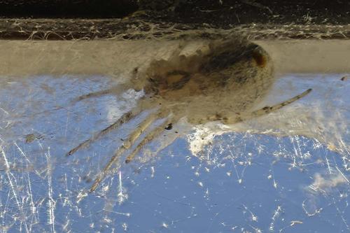 Zygiella sp.