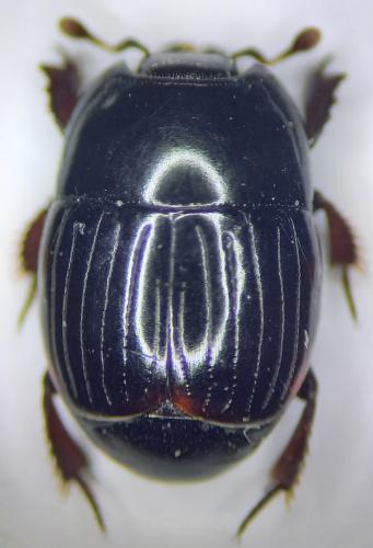 Réf. 323 078 : Atholus bimaculatus