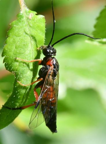 Réf. 323 022 : Nematus lucidus