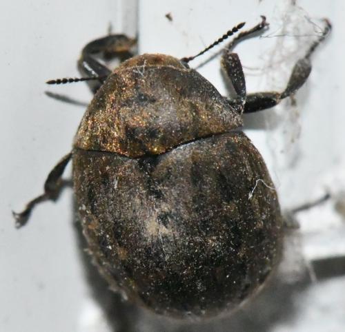 Byrrhus sp.