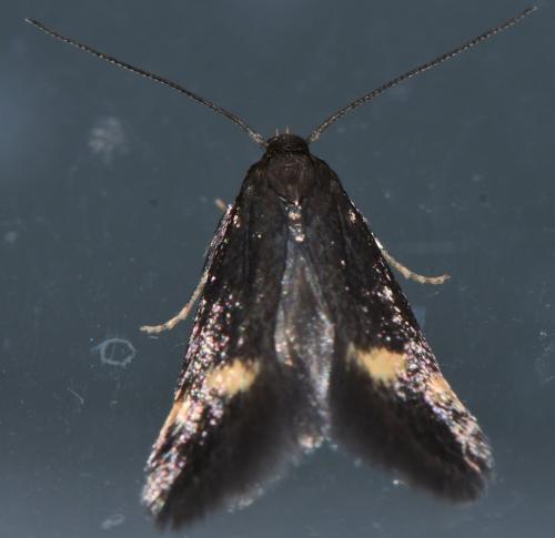 Borkhausenia minutella