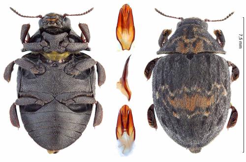 Byrrhus pustulatus