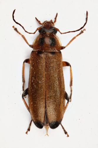 Réf. 323 631 : Osphya bipunctata