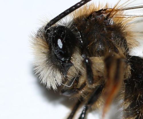 Andrena fulva